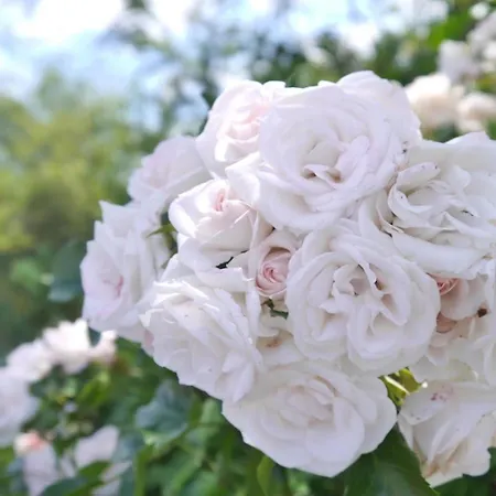Reetdachhaus Ask Embla Reetdachhaus Embla Casa vacanze Sankt Peter-Ording