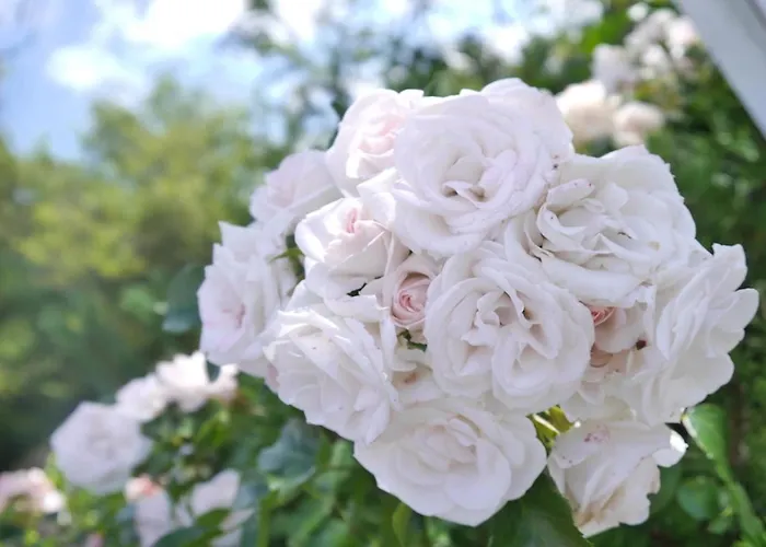 Reetdachhaus Ask Embla Reetdachhaus Embla 別荘 Böhl